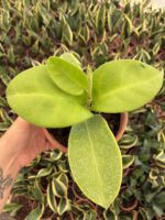Hoya Pachyclada Özel Tür Mum Çiçeği