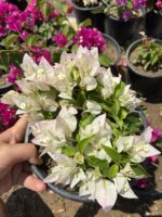 2 li Bodur Begonvil Seti (Orta Boy) (Bougainvillea)