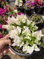 2 li Bodur Begonvil Seti (Orta Boy) (Bougainvillea) - Görsel 3