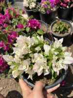 2 li Bodur Begonvil Seti (Orta Boy) (Bougainvillea) - Görsel 2