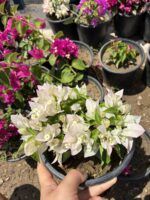 Beyaz Bodur Begonvil (Bougainvillea Orta Boy) - Görsel 4