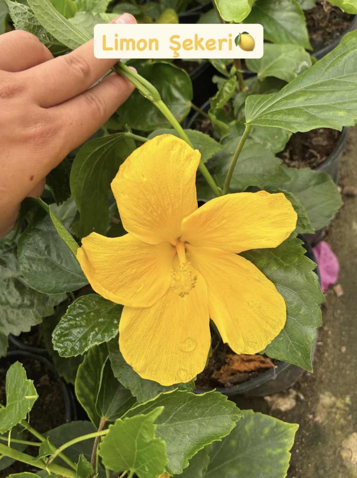 Screenshot 3’lü Orta Boy Japon Gülü Seti (Hibiscus × rosa-sinensis) - Görsel 1