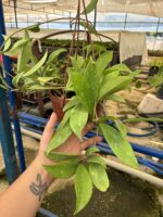XL Hoya Pubicalyx Pink Silver Mum Çiçeği - Görsel 3