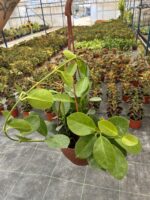 XL Hoya Australis Mum Çiçeği - Görsel 3