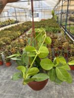 XL Hoya Australis Mum Çiçeği - Görsel 2