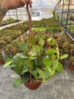 XL Hoya Australis Mum Çiçeği
