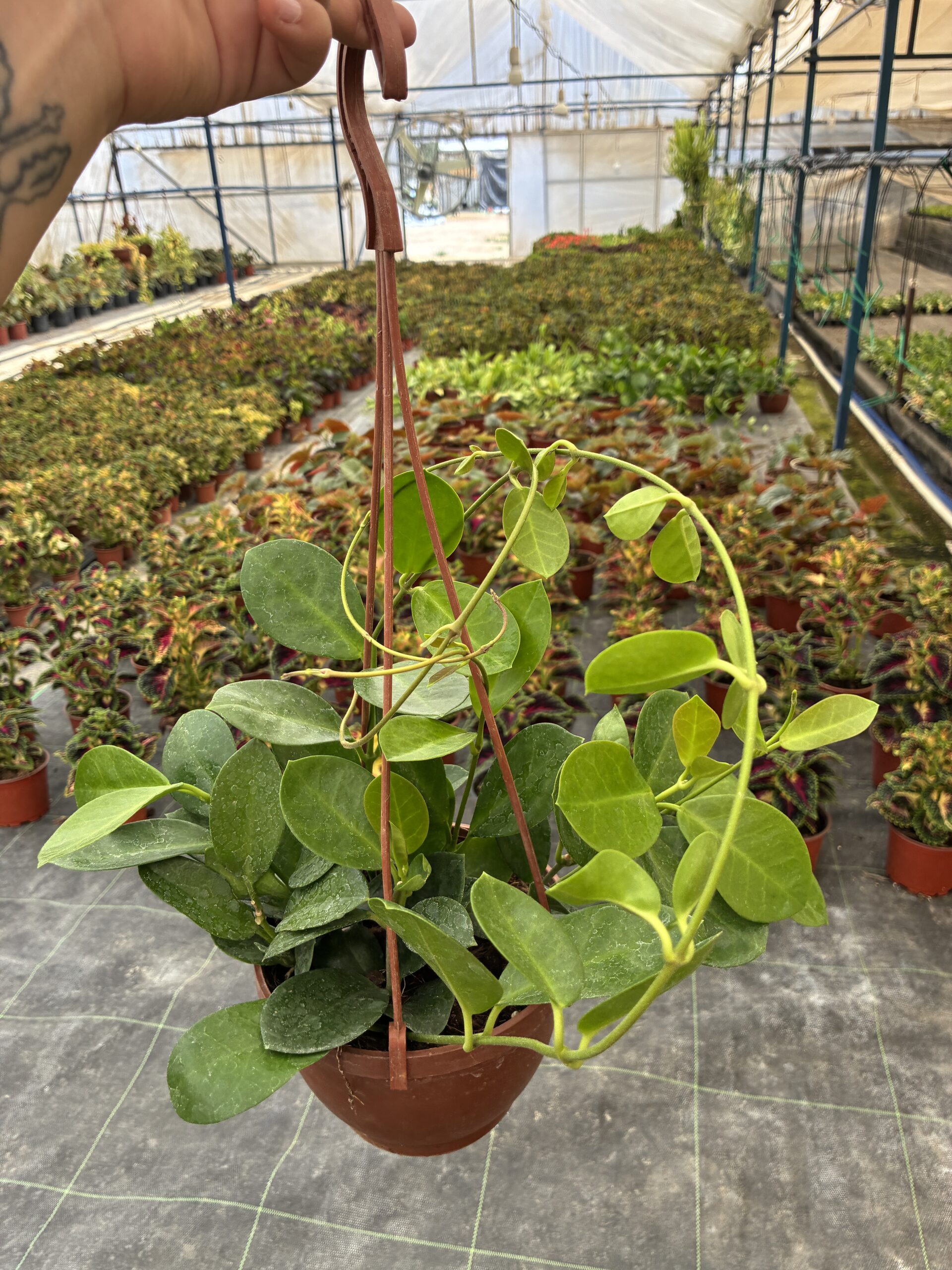IMG_4868 XL Hoya Australis Mum Çiçeği - Görsel 1