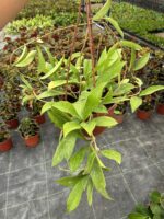 Askılı saksıda Hoya Pubicalyx Pink Silver yaprakları ve uzanan dalları