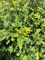 Sarı Yasemin Çiçeği (Jasminum mesnyi) - Görsel 3