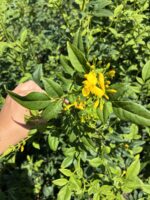 Sarı Yasemin Çiçeği (Jasminum mesnyi)