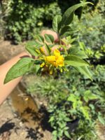 Sarı Yasemin Çiçeği (Jasminum mesnyi) - Görsel 2