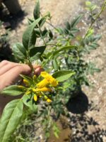 Sarı Yasemin Çiçeği (Jasminum mesnyi) - Görsel 4