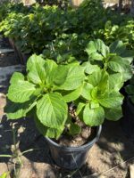 3 lü XXL Ortanca Set (Hydrangea macrophylla)