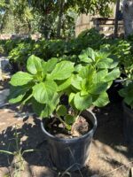 3 lü XXL Ortanca Set (Hydrangea macrophylla) - Görsel 2