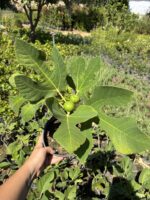 İncir Fidanı (Ficus carica) - Görsel 5