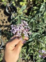 Mor Leylak Çiçeği (Syringa vulgaris)