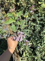 Mor Leylak Çiçeği (Syringa vulgaris) - Görsel 5