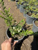 Beyaz Çiçekli Yabani Mersin (Myrtus communis) - Görsel 4