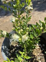 Beyaz Çiçekli Yabani Mersin (Myrtus communis) - Görsel 5