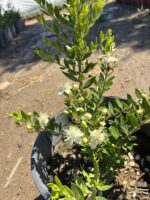 Beyaz Çiçekli Yabani Mersin (Myrtus communis) - Görsel 3