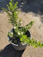 Beyaz Çiçekli Yabani Mersin (Myrtus communis) - Görsel 2