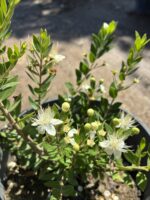 Beyaz Çiçekli Yabani Mersin (Myrtus communis)