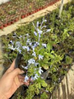 Mavi Yasemin Çiçeği (Plumbago auriculata) - Görsel 2