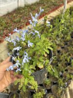 Mavi Yasemin Çiçeği (Plumbago auriculata) - Görsel 4