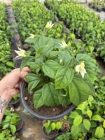 Ayaz Beyazı Kızılay Çiçeği (Clerodendrum thomsoniae) - Görsel 2