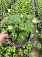 2 li Kızılay Çiçeği Seti (Clerodendrum thomsoniae) - Görsel 3