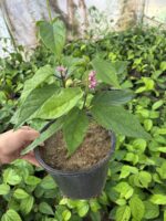 2 li Kızılay Çiçeği Seti (Clerodendrum thomsoniae) - Görsel 4