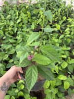 Şafak Pembesi Kızılay Çiçeği (Clerodendrum thomsoniae)