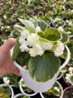 Moon Candy Şeker Begonya (Begonia × hiemalis) - Görsel 3