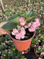 Rossy Candy Şeker Begonya (Begonia × hiemalis) - Görsel 3