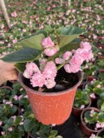 Rossy Candy Şeker Begonya (Begonia × hiemalis)