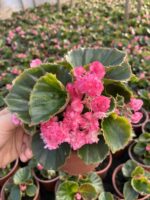 Raspberry Candy Şeker Begonya (Begonia × hiemalis) - Görsel 2