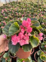Raspberry Candy Şeker Begonya (Begonia × hiemalis)