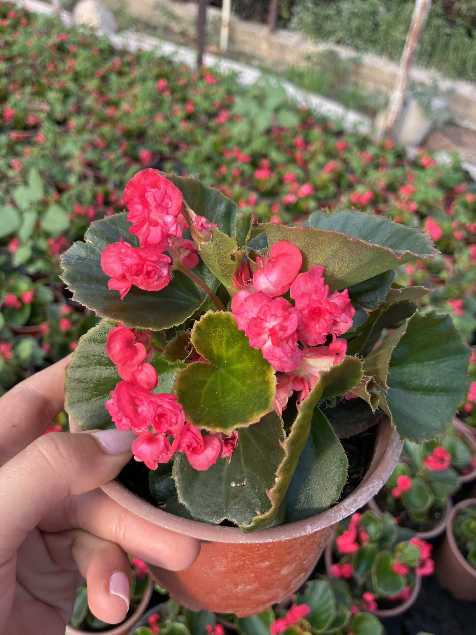 IMG_5574 Bloody Candy Şeker Begonya (Begonia × hiemalis) - Görsel 1