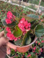 Bloody Candy Şeker Begonya (Begonia × hiemalis) - Görsel 2