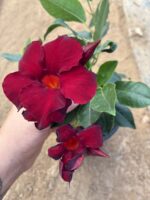 Kan Kırmızısı Sanda Villa Büyük Boy (Mandevilla sanderi)