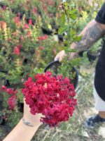 Vişneli Oya Ağacı (Lagerstroemia indica) - Görsel 4