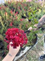 Vişneli Oya Ağacı (Lagerstroemia indica) - Görsel 3