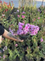 Lavantalı Oya Ağacı (Lagerstroemia indica)
