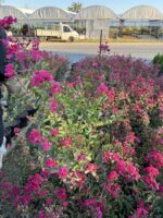 Frambuazlı Oya Çalısı (Lagerstroemia indica) - Görsel 2