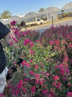 Frambuazlı Oya Çalısı (Lagerstroemia indica) - Görsel 3
