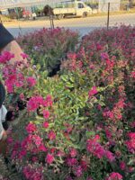 Frambuazlı Oya Çalısı (Lagerstroemia indica)