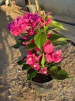 2 li Bodur Begonvil Seti (Orta Boy) (Bougainvillea) - Görsel 5