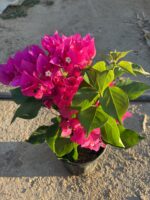 2 li Bodur Begonvil Seti (Orta Boy) (Bougainvillea) - Görsel 4