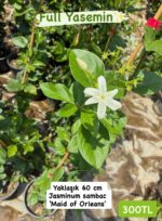 3 lü Yasemin Seti (Jasminum sambac, Trachelospermum jasminoides, Jasminum sambac ‘Maid of Orleans’)