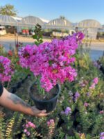 Gülce Oya Ağacı (Lagerstroemia indica)